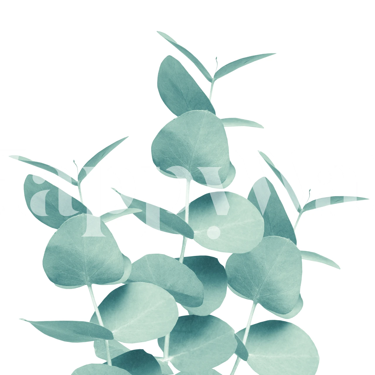 Eucalyptus leaves in soft green tones botanical wallpaper