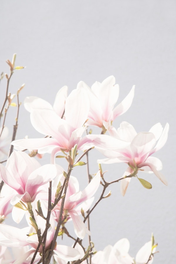 Magnolias 1