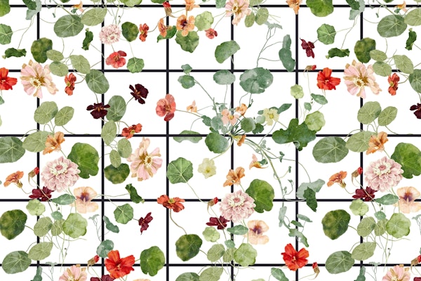 Nasturtiums meadow on Grid
