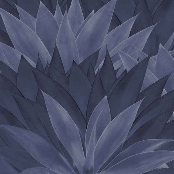 Agave Ocean Dream 3