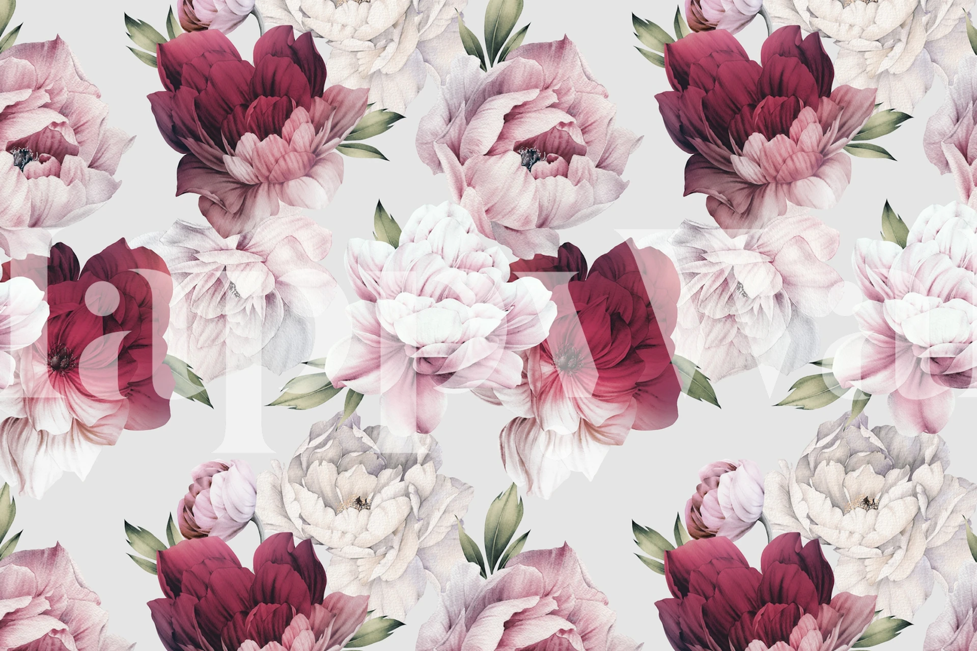 Beautiful peony flowers in pink, white, and burgundy tones wallpaper