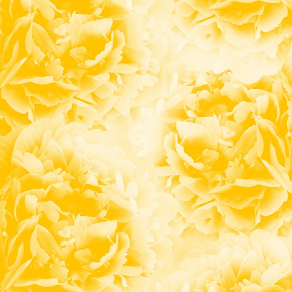 Yellow Peonies Dream 1