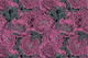 Peony flowers 3
