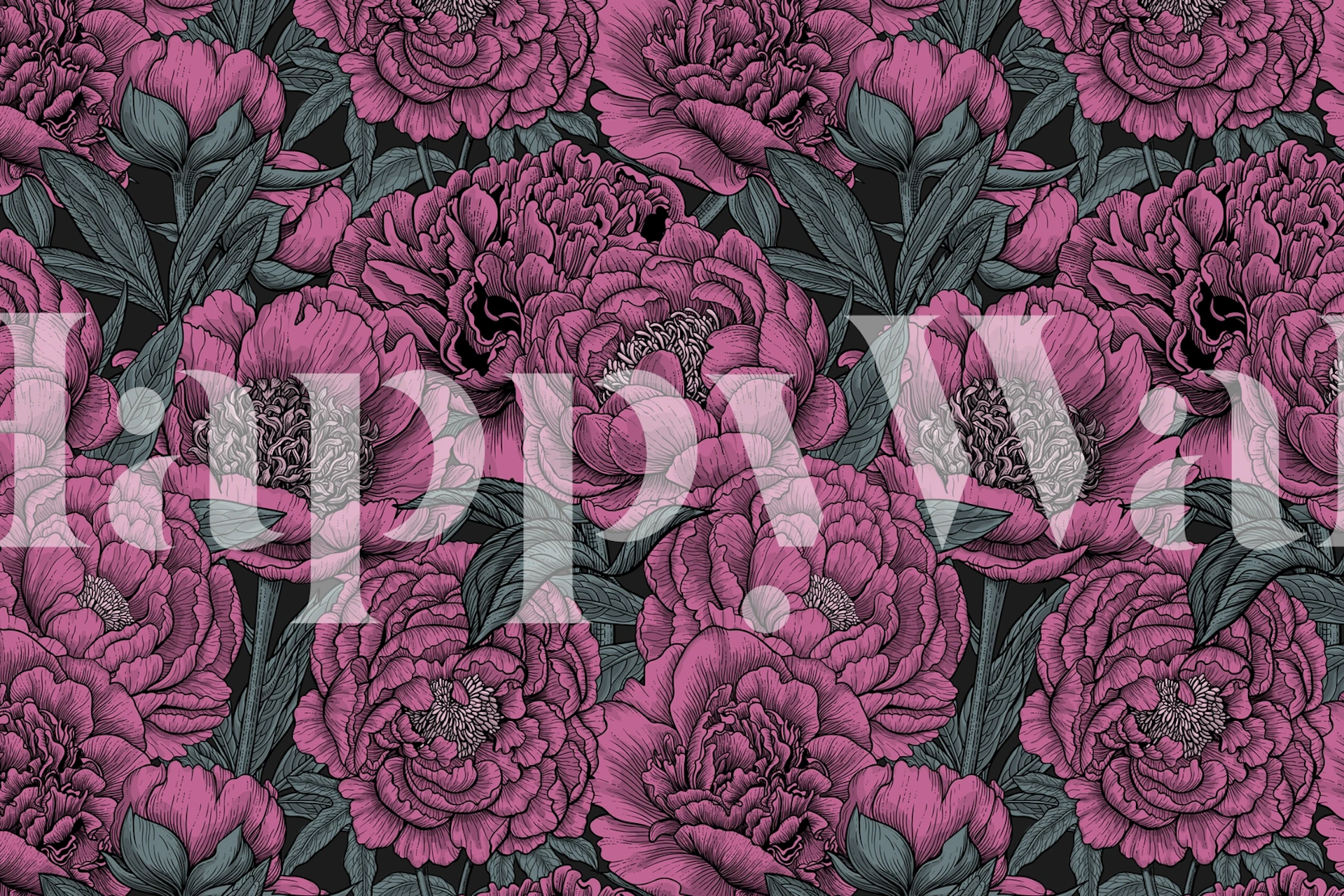 Pink peony flowers with dark green leaves on black background wallpaper