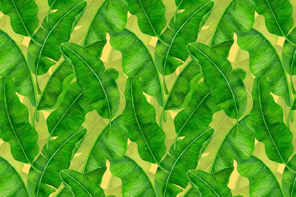 Banana leaves 2