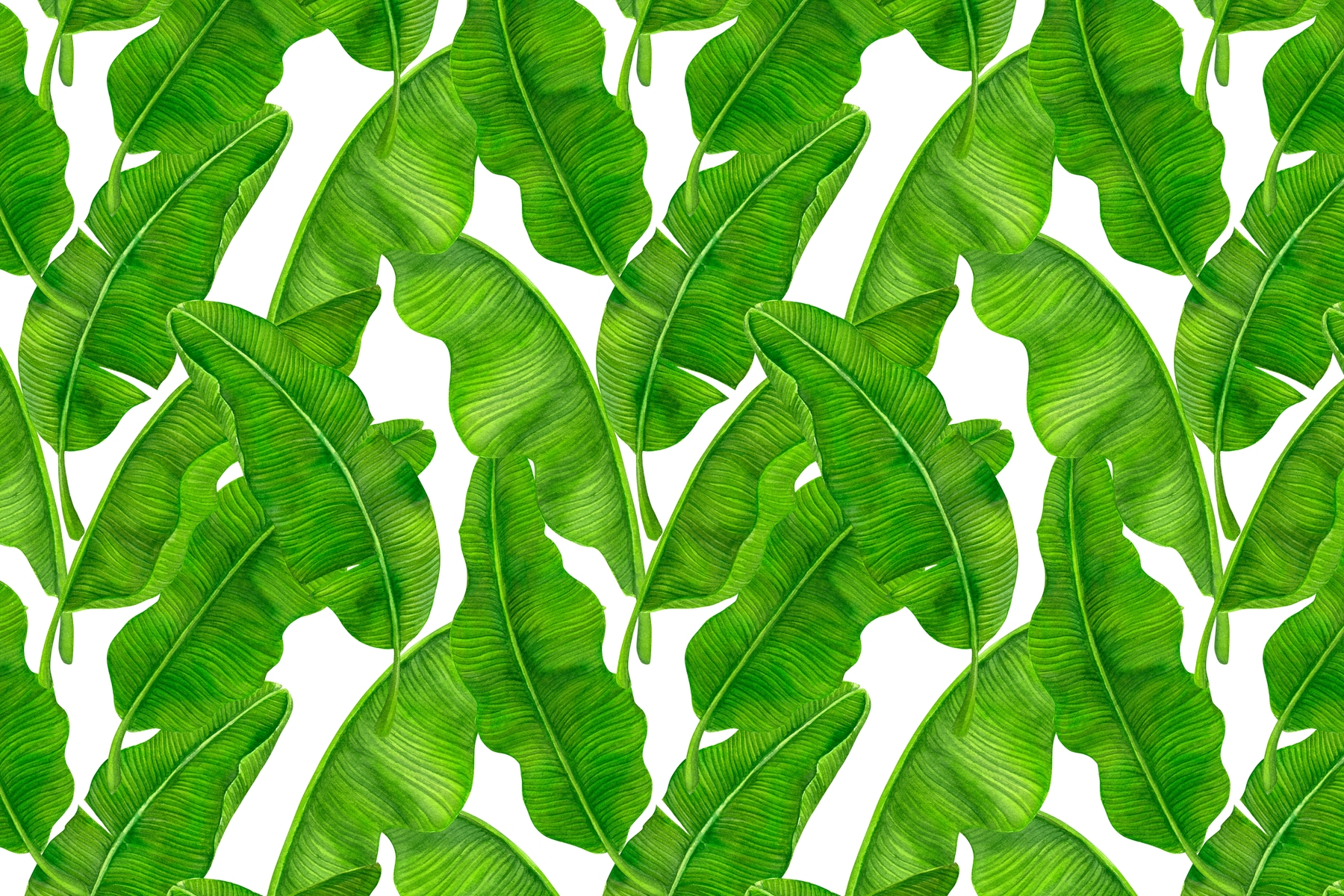 Buy Banana leaves 3 wallpaper Free shipping