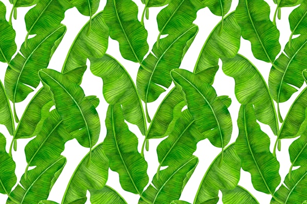 Banana leaves 3