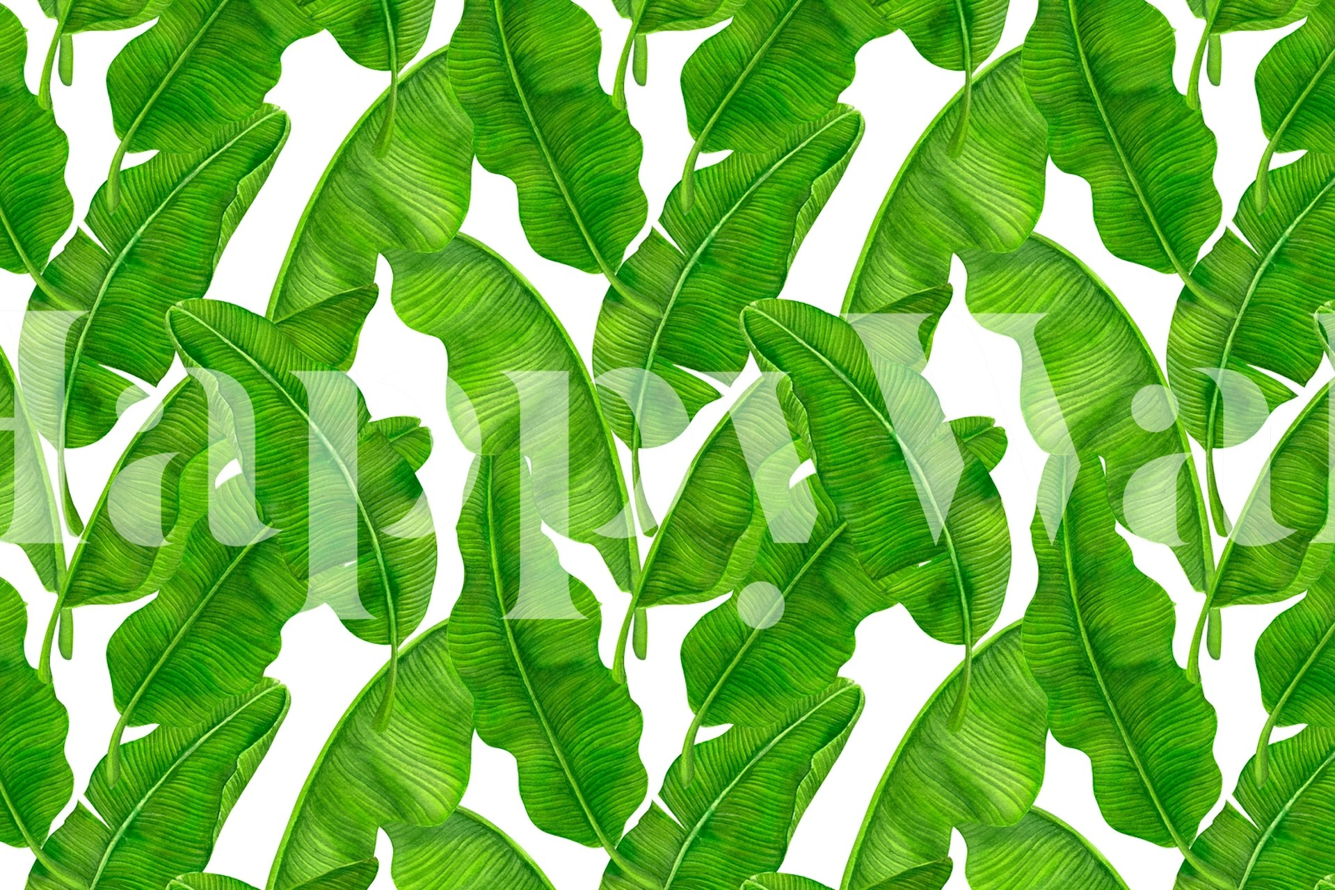 Lush green banana leaf pattern wall mural from happywall.com.