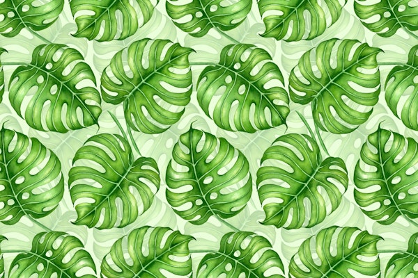 Monstera watercolor 3