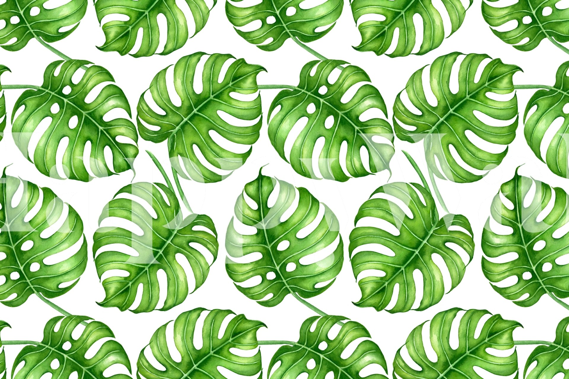 Tropical monstera leaves in green on white wallpaper