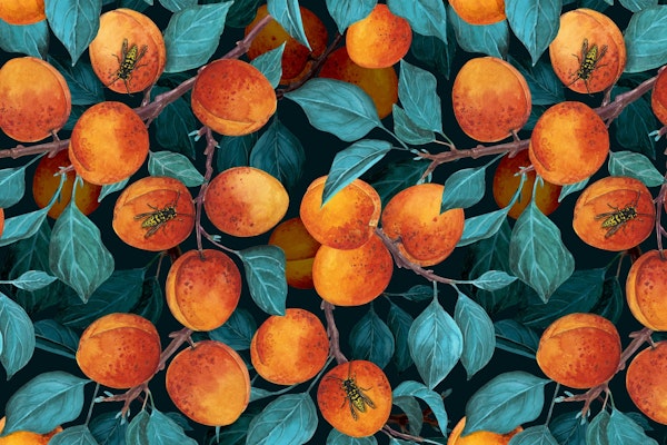 Apricot garden