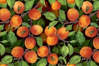 Apricot garden 4 tapete