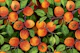 Apricot garden 4