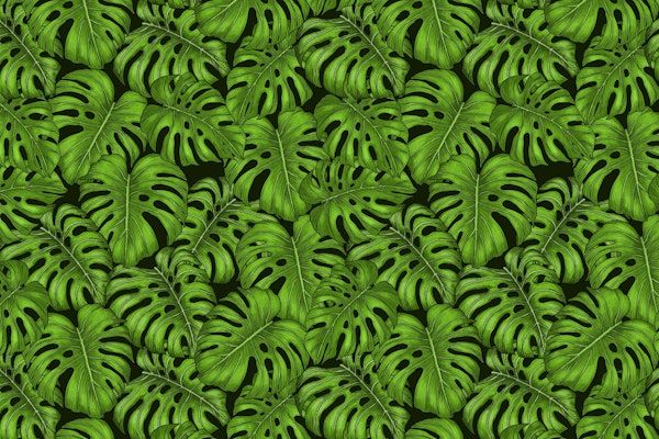 Monstera leaves 1