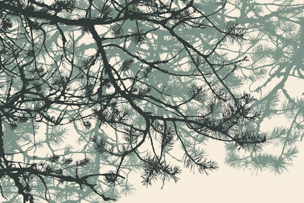 Pine branches