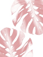 Blush Pink Monstera Leaves 1 papiers peint