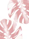 Blush Pink Monstera Leaves 1
