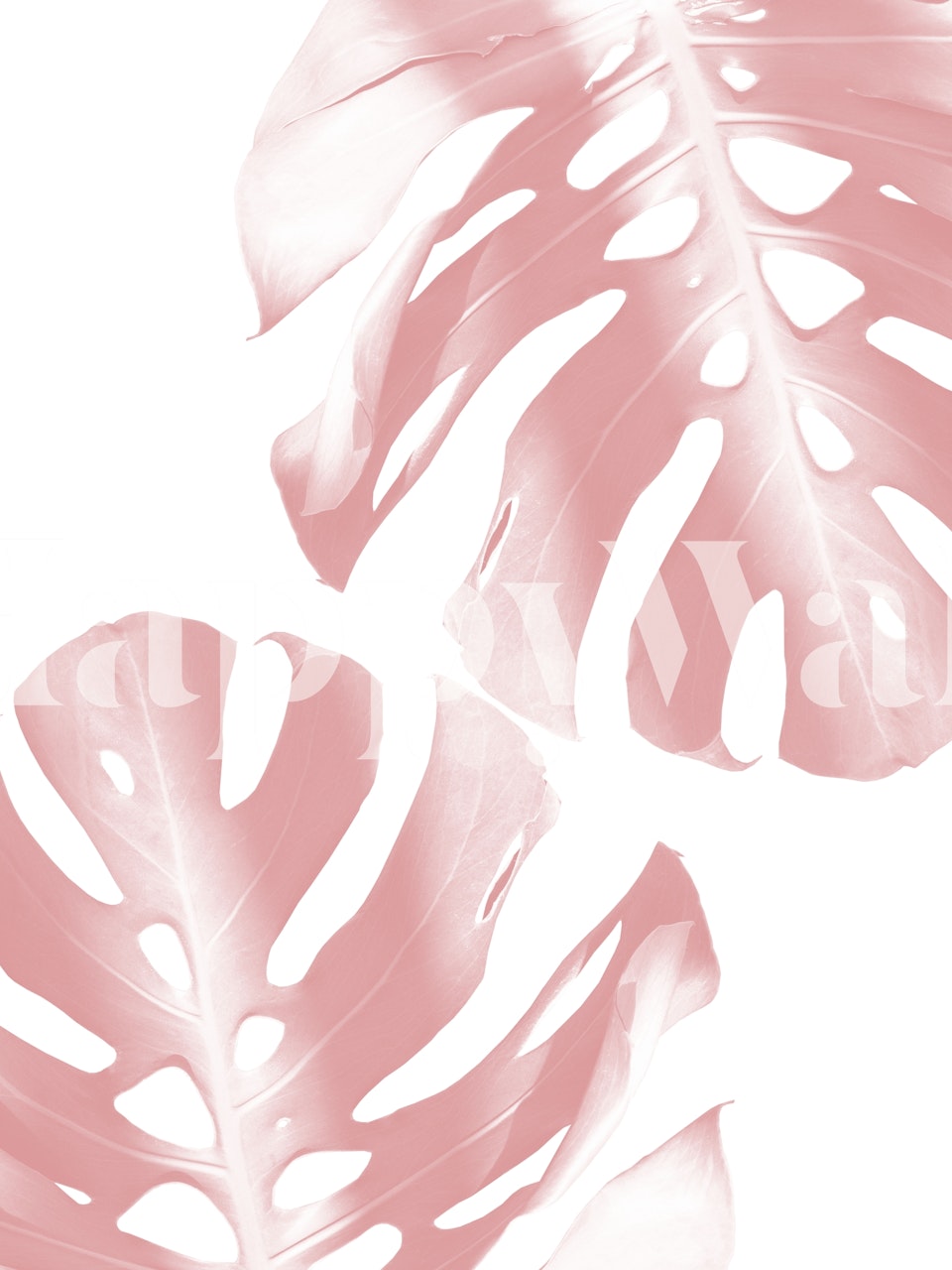 Fotomural de hojas de Monstera rosa rubor con fondo rosa suave