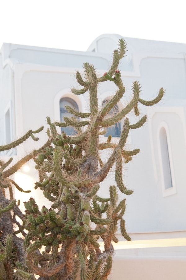 Santorini Cactus Dream 1