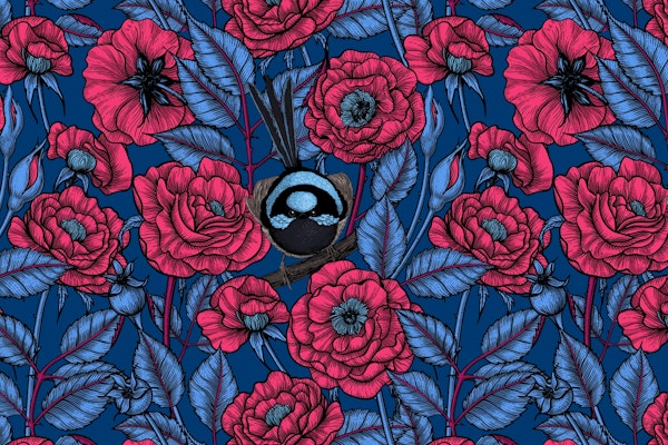 Wren in the red roses