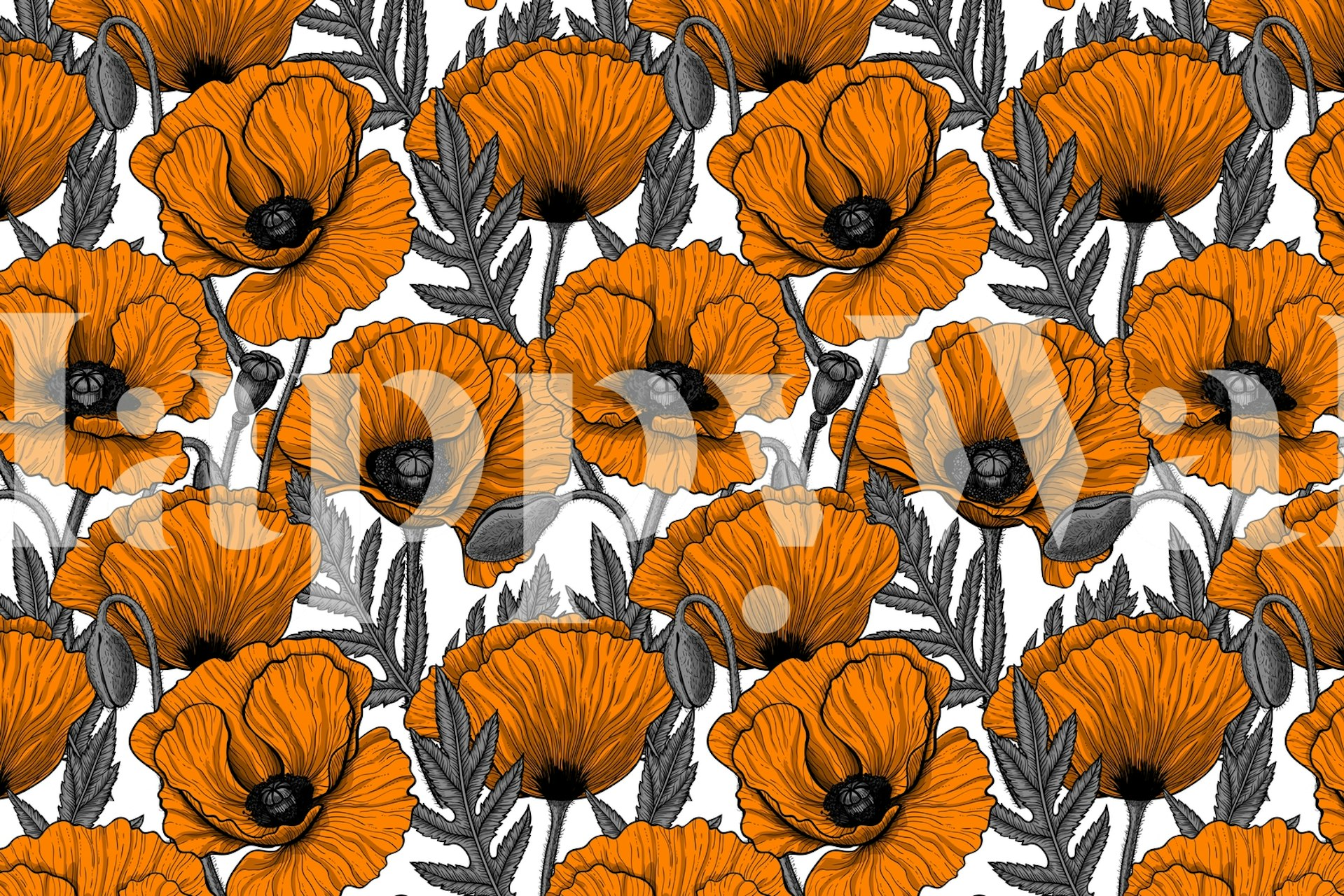 Orange poppy garden on λευκό φόντο