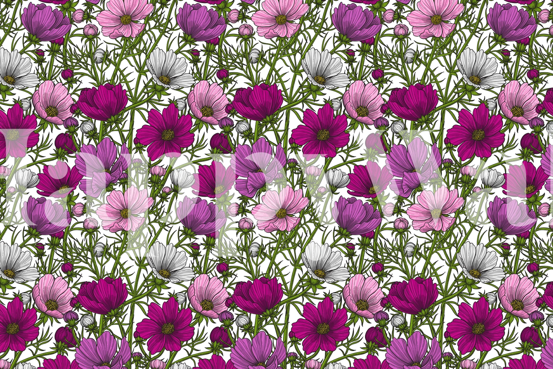 Colorful cosmos flowers in pink and white shades floral wallpaper