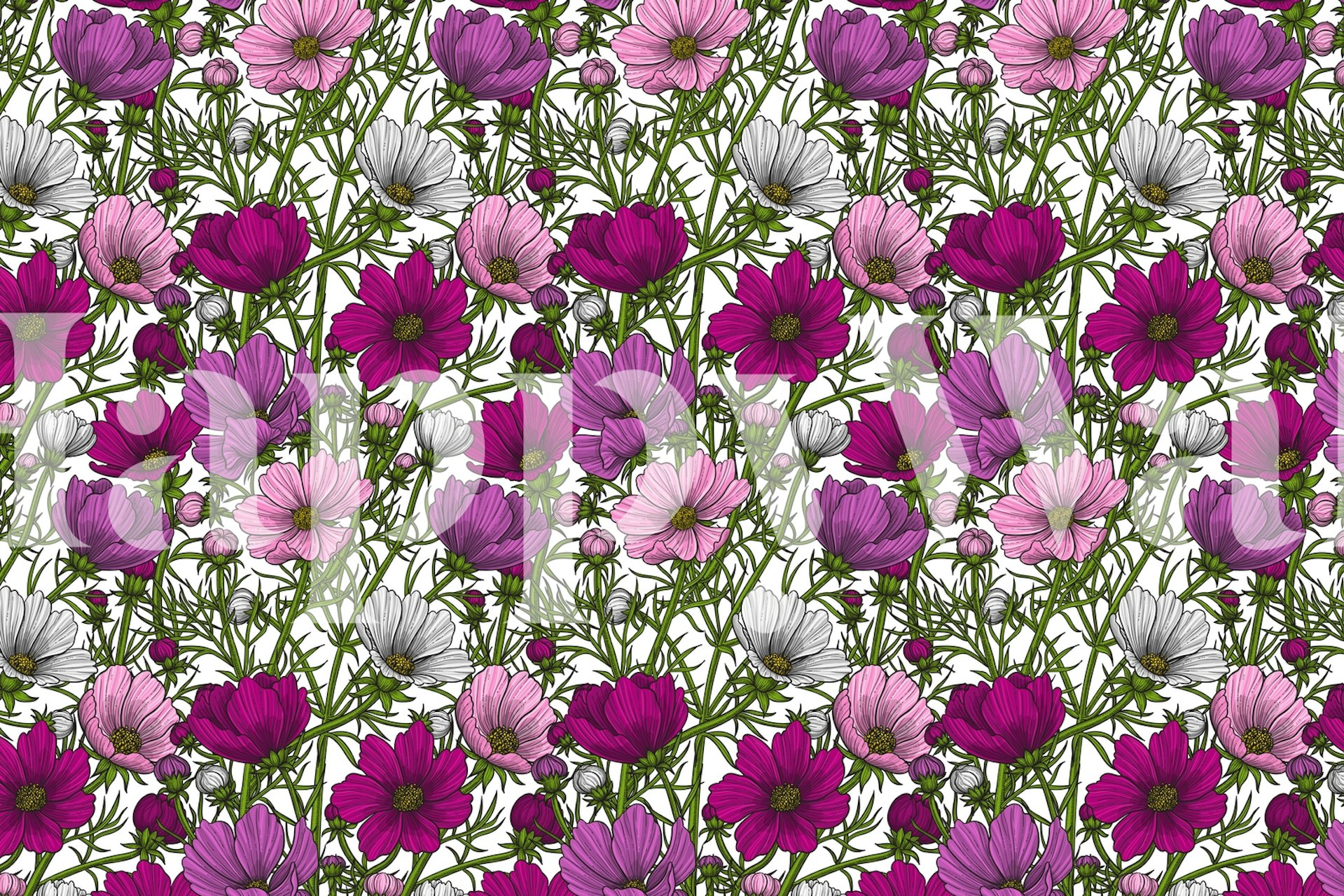 Colorful cosmos flowers in pink and white shades floral wallpaper