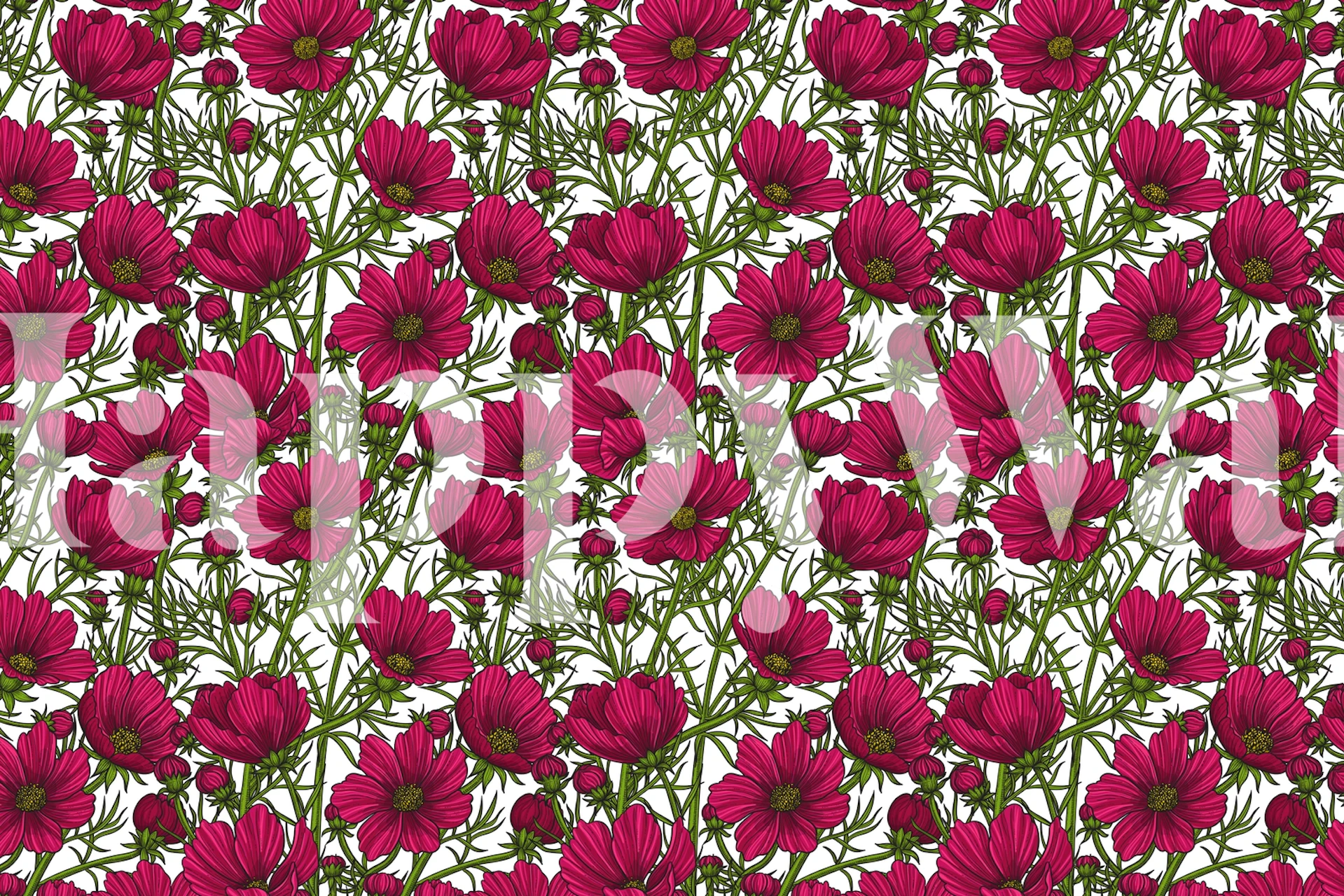 Návrh tapety Red Cosmos flowers