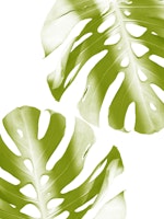 Soft Green Monstera Leaves 1 papiers peint