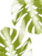 Soft Green Monstera Leaves 1