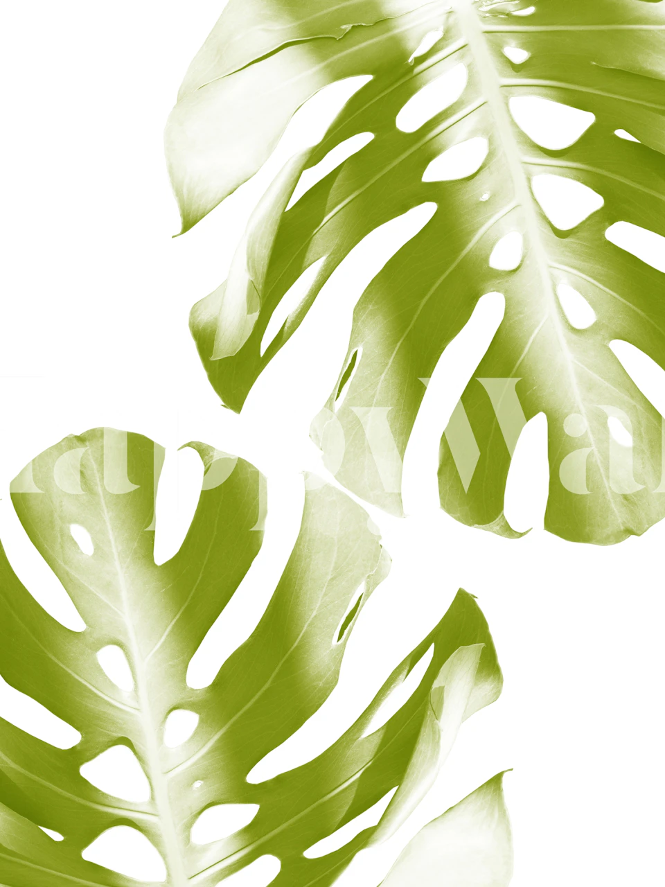 Tapet med Soft Green Monstera Leaves