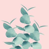 Eucalyptus Leaves Green 1a tapetit