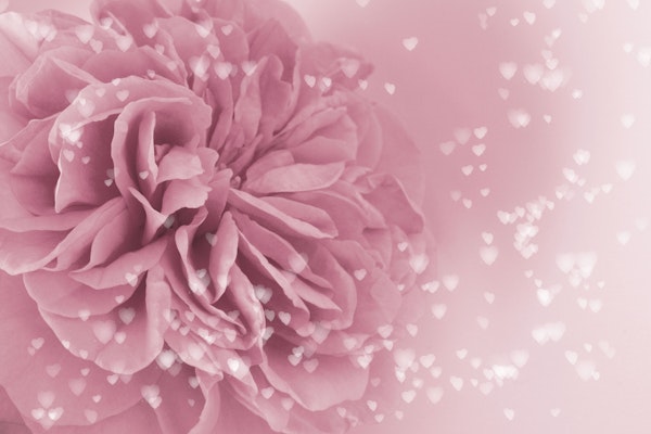 Light Pink Rose with hearts 1