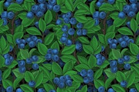 Blueberry garden ταπετσαρία