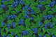 Blueberry garden
