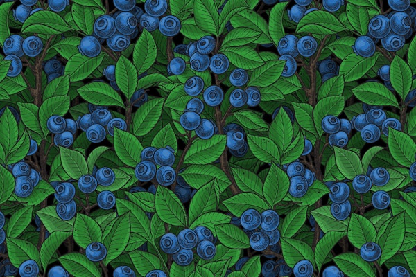 Blueberry garden
