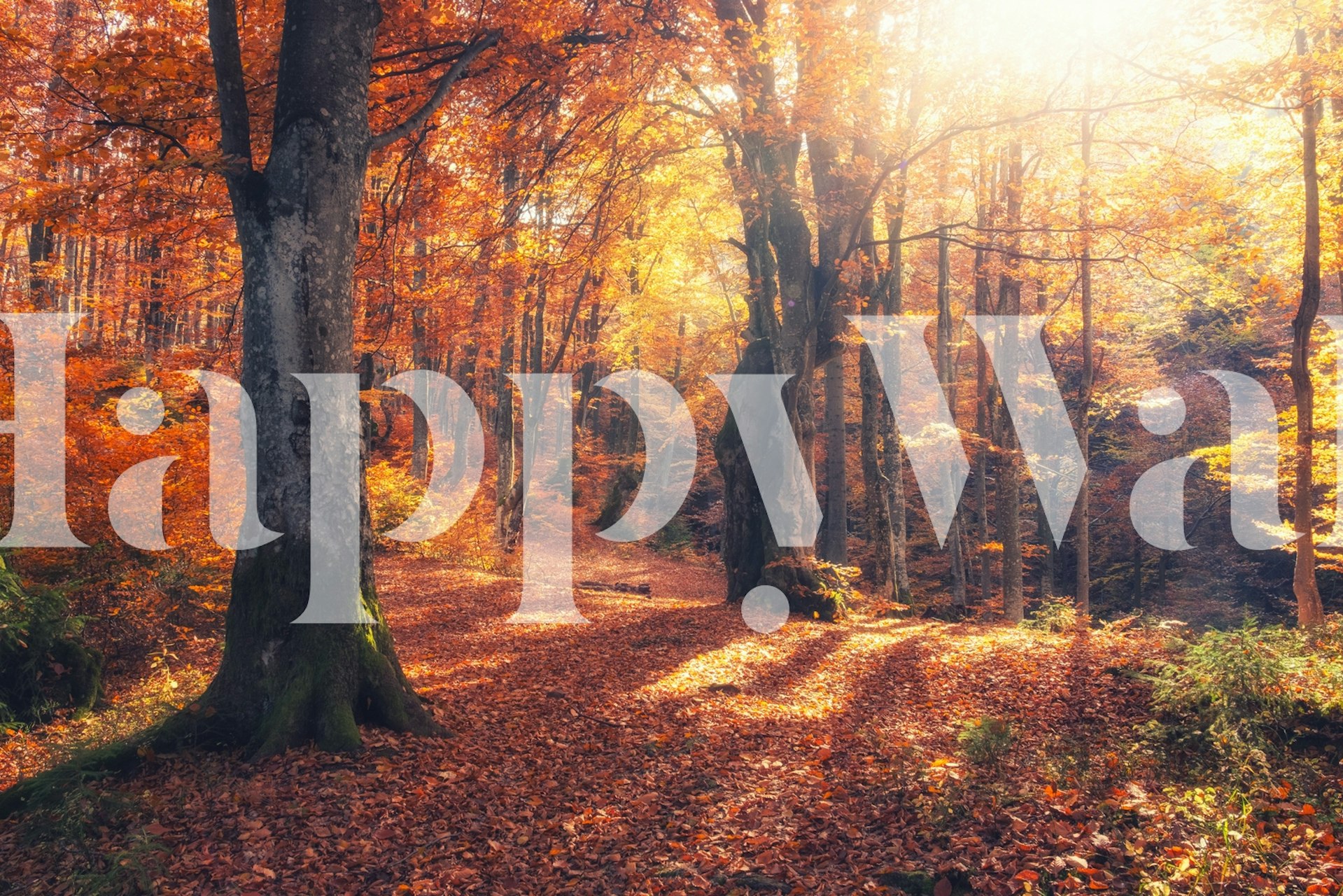 Autumn forest scene with orange and yellow leaves wallpaper