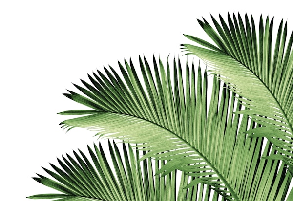 Palm Leaves Bliss 1
