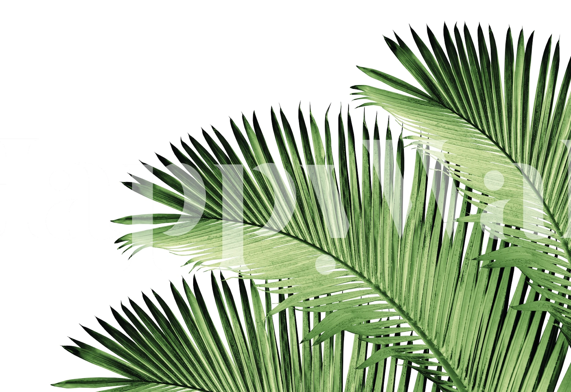 Green tropical palm leaves against a white background wallpaper