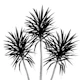 Palm Trees  Cali Summer 2