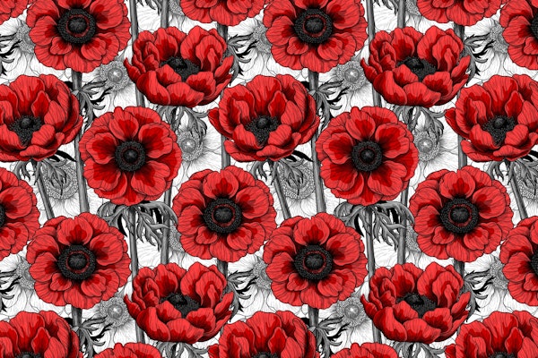 Red anemone garden on white