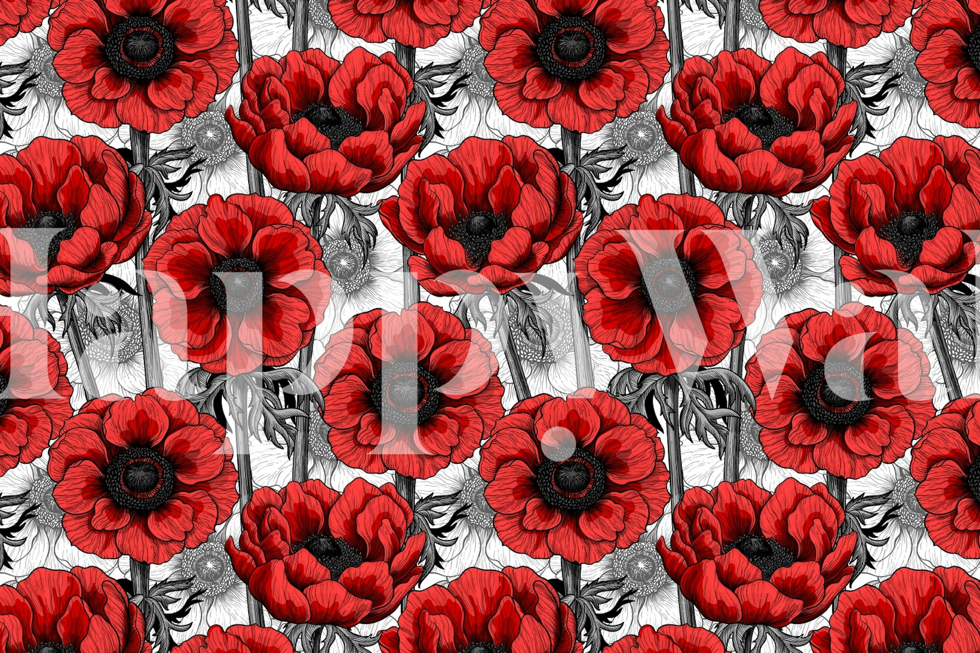 Red anemone flowers on a white background wallpaper