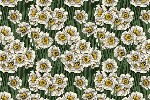 Daffodils