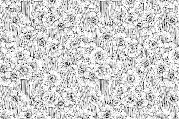 Daffodils in black and white