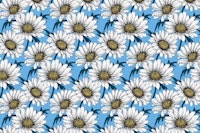 Daisies on blue 2 wallpaper