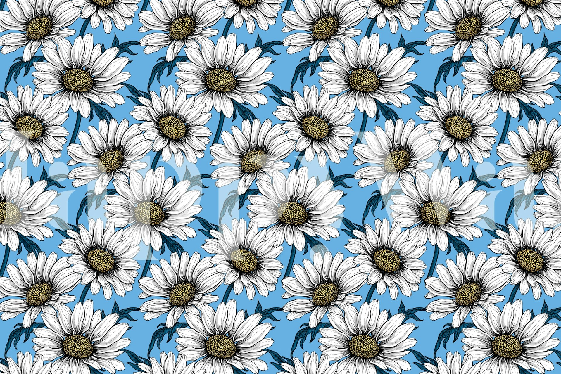 White daisies with yellow centers on blue background wallpaper