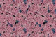 Pink Lilac garden