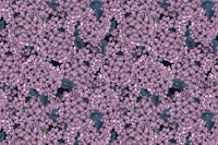 Violet Lilac garden tapete