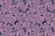 Violet Lilac garden