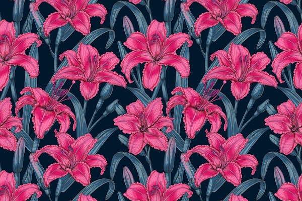Pink lily flowers
